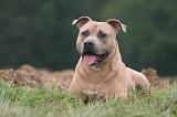 AMSTAFF ADULT 571